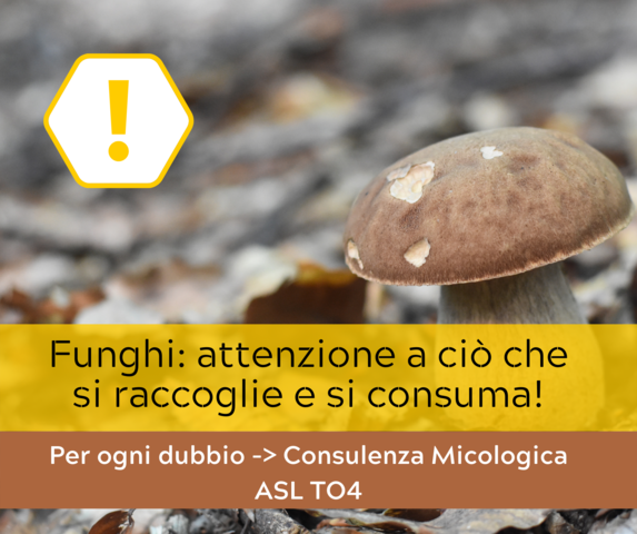 Raccolta funghi: fino 31/10  attivo a Cirié il servizio di consulenza micologica dell’ASL TO4