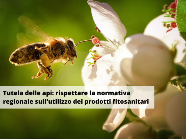 Tutela delle api: indicazioni dalla Regione Piemonte sull'utilizzo dei fitosanitari