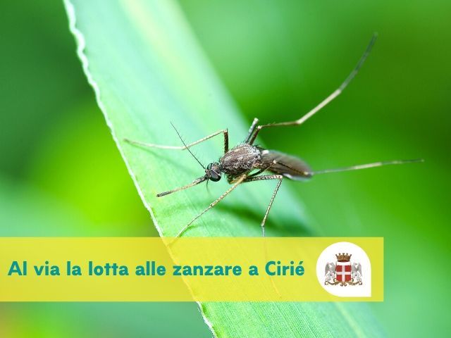 Lotta alle zanzare: al via l’intervento dei tecnici IPLA a Cirié